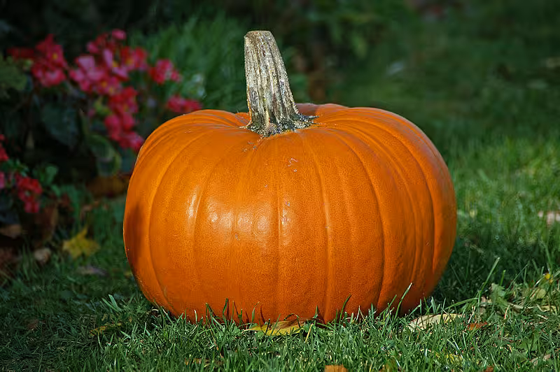Pumpkin